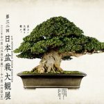 第32回 日本盆栽大観展 – 現代盆栽 Gendaibonsai 第32回 日本盆栽大観展 – 現代盆栽 Gendaibonsai